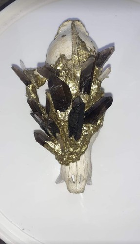 Real fox skull old warrior - skull.,