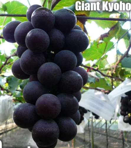Giant kyoho grape japanese - kyoho,