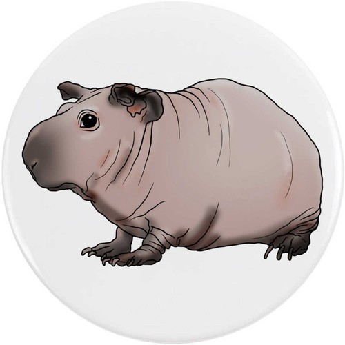 Hairless guinea pig button - 'hairless, /