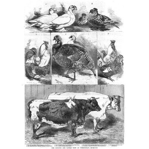 Poultry cattle speckled - poultry/cattle,