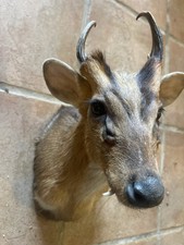 Taxidermy Muntjac Head And Antlers Stuffed Head Antlers And Neck Medium Sized 