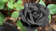 Black Rose Flower Viable Seeds Garden Plant - UK Stock- FREE Postage
