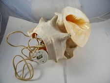 Large conch seashell sea - 12",