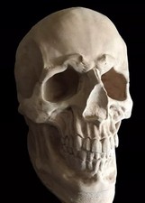 READY TO POST Fibreglass And latex mould of a lovely Large Display Skull