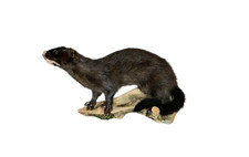 Taxidermy American Mink