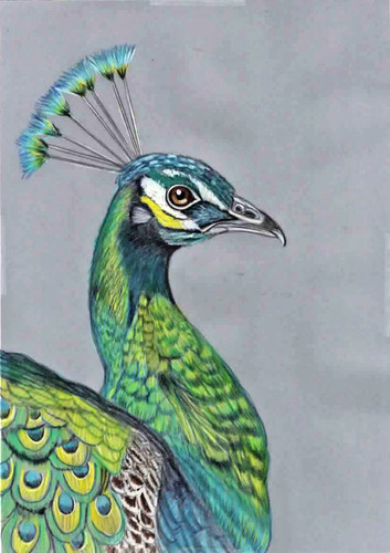 Original coloured pencil