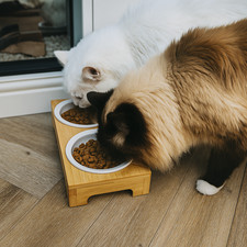 Elevated Cat Feeder – Solid