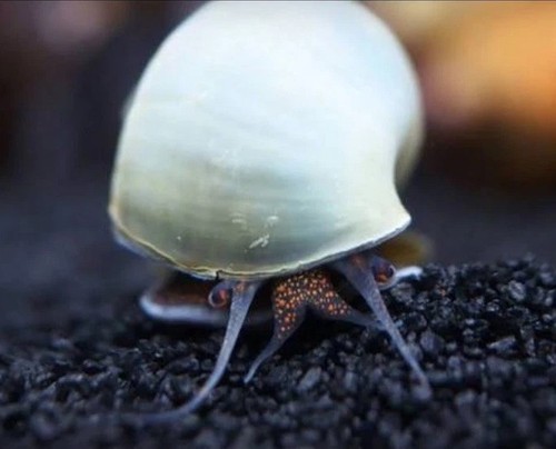 Blue mystery snails - 3,