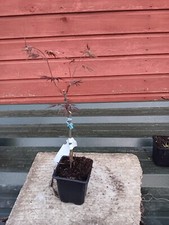 Acer palmatum dissectum