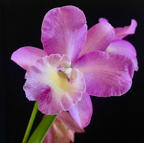 Cattleya orchid brandi - x, erin