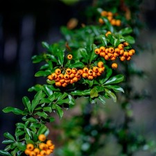 Firethorn tree seeds -