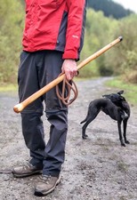 Fine Yew Shillelagh Walking