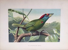 1860 -  Blue-Cheeked Barbet
