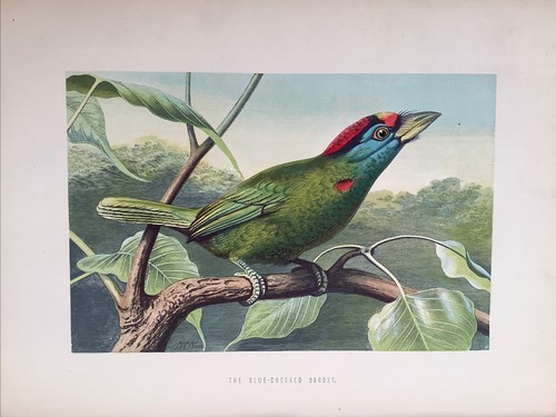 1860 blue cheeked barbet - -,