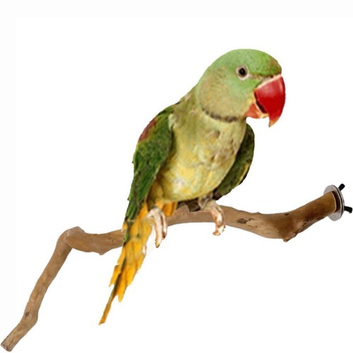 Cage rest holder pet wooden - rest,