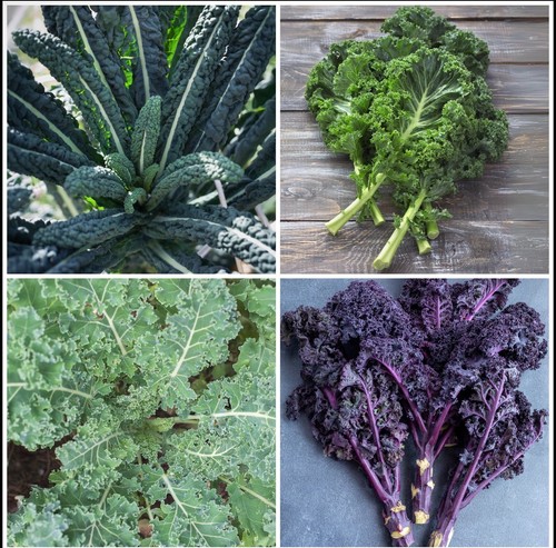 Kale plug plant mixed pack - plant,