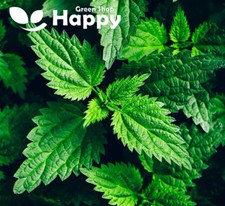 Stinging Nettle - 1300 SEEDS - Urtica dioica - Perennial  insecticide Herb