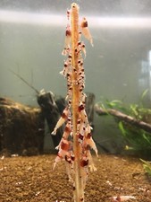 5 Small Colour Enhancing