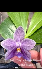 Phalaenopsis Yang's Double Diamond X LL Blue Magpie Orchid Plant