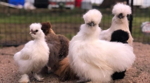 Purebred silkie hatching - purebred,