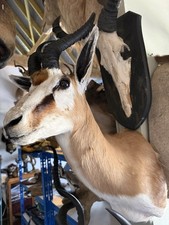 Taxidermy Springbuck Shoulder