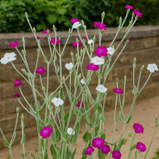 rose campion - silverly leaved