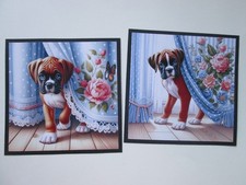 EXCLUSIVE 2 x PEEK A BOO BOXER