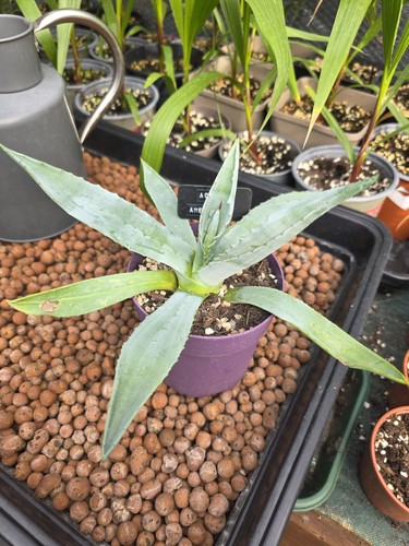 Agave americana century - agave,