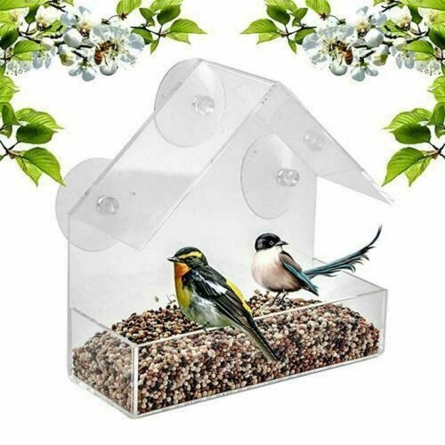 Window wild bird - bird, table