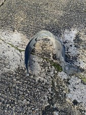 Honda Jazz 2008 Front Driver