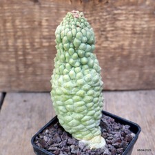 D766 TRICHOCAULON CACTIFORME
