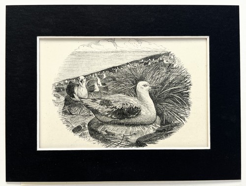 Wandering albatross mounted - albatross,