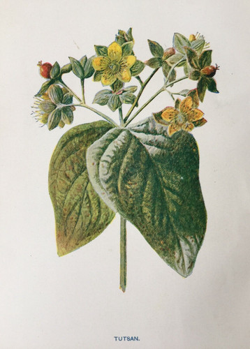 Antique print tutsan botanical - print,
