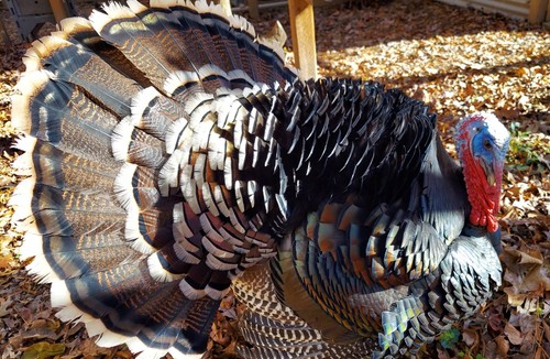 Heritage bronze turkey - +,