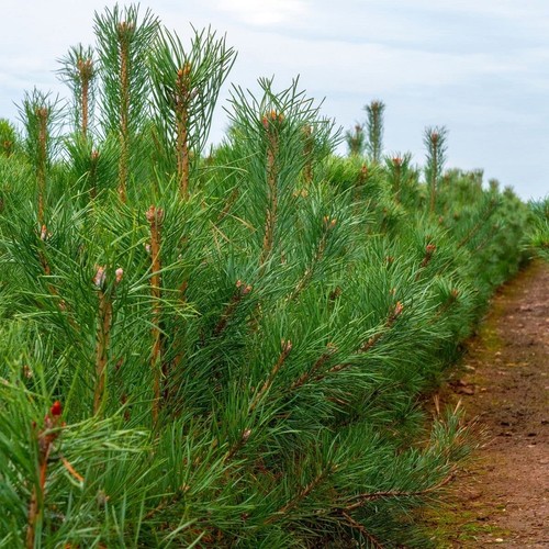 Pinus sylvestris scotts pine - pinus,
