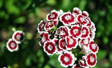 6x Dianthus barbatus 'Holborn Glory' Plug Plants
