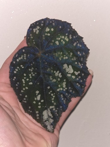 Begonia fairytale rare leaf - begonia,