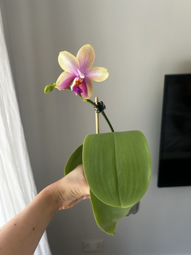 Fragrant phalenopsis orchid - fragrant,