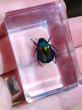 Real BEETLE Bug Insect Preserved in Resin Desk Paperweight Animal Taxidermy