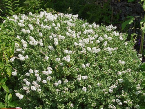 Hebe rakaiensis evergreen - rakaiensis,