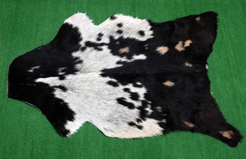 Goat western taxidermy - goat,
