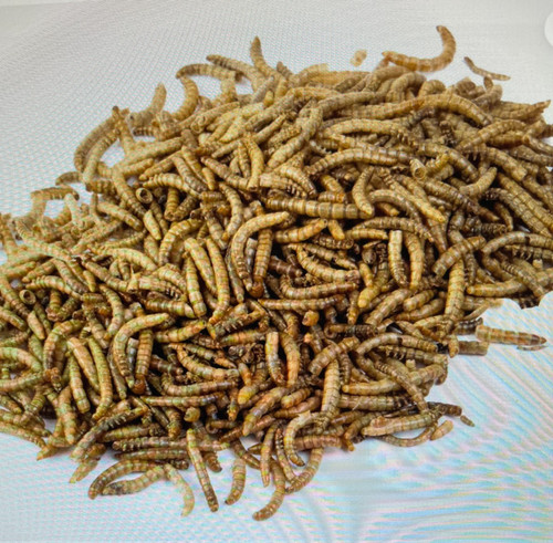 Dried mealworms excellent - mealworms, wild