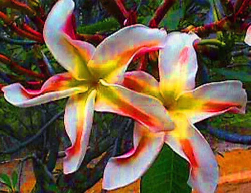 Starfish plumeria rubra - starfish-plumeria,