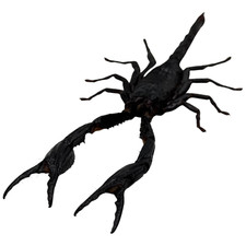 Heterometrus Longimanus Giant