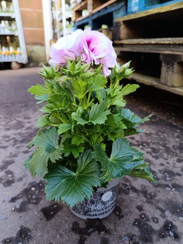 Purple pelargonium plant - plant, |