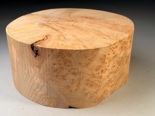 Amazing large burr elm - large,