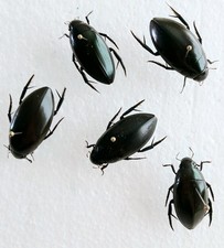 Hydrophilus Triangularis Water Beetle Set x5 A1 Ideal For Framing Entomology