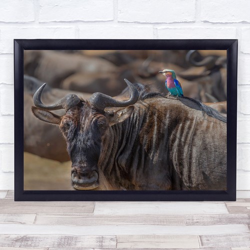 Beauty and beest wildebeest - beest,