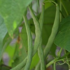 CLIMBING FRENCH BEAN  COBRA