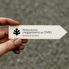 Notocactus megapotamicus DV83